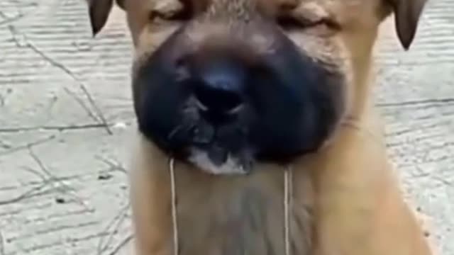 Pet funny #petlover #funny #pet