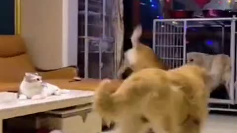 Funny Dogs Tiktok