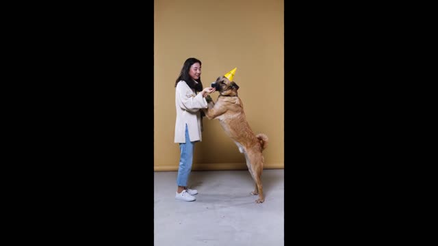 Dog training video