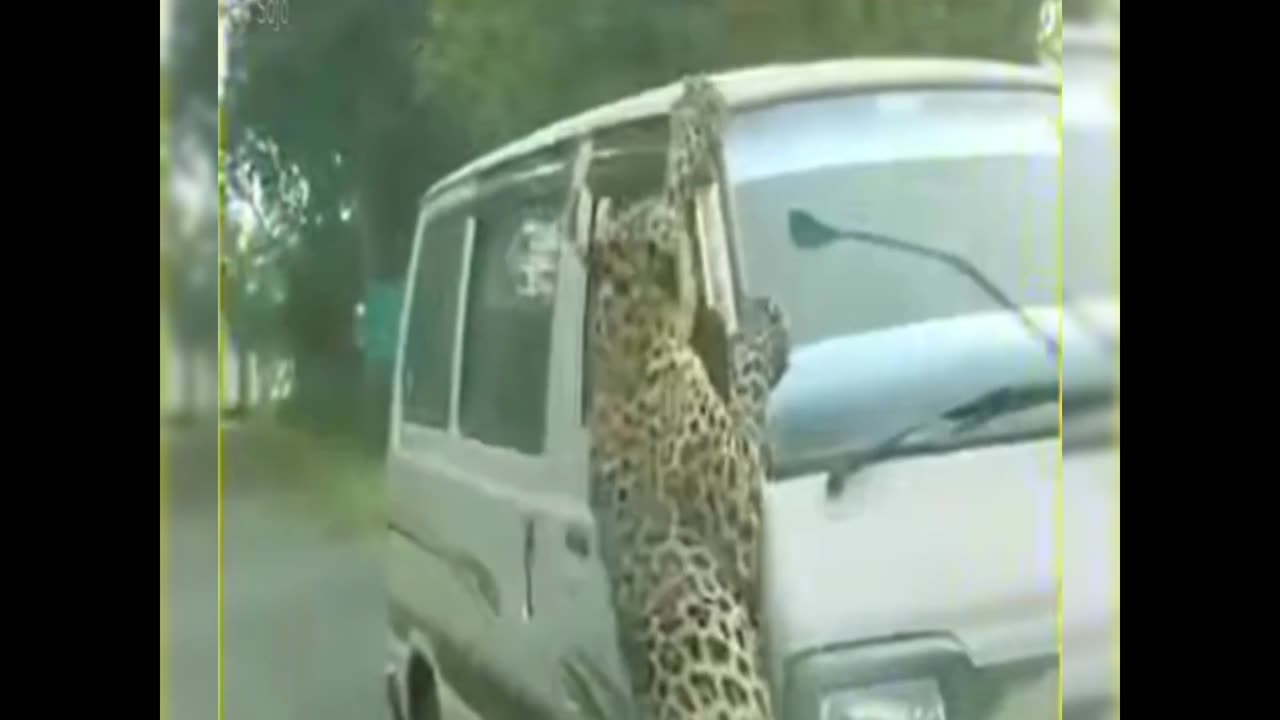 Cheetah 🐆