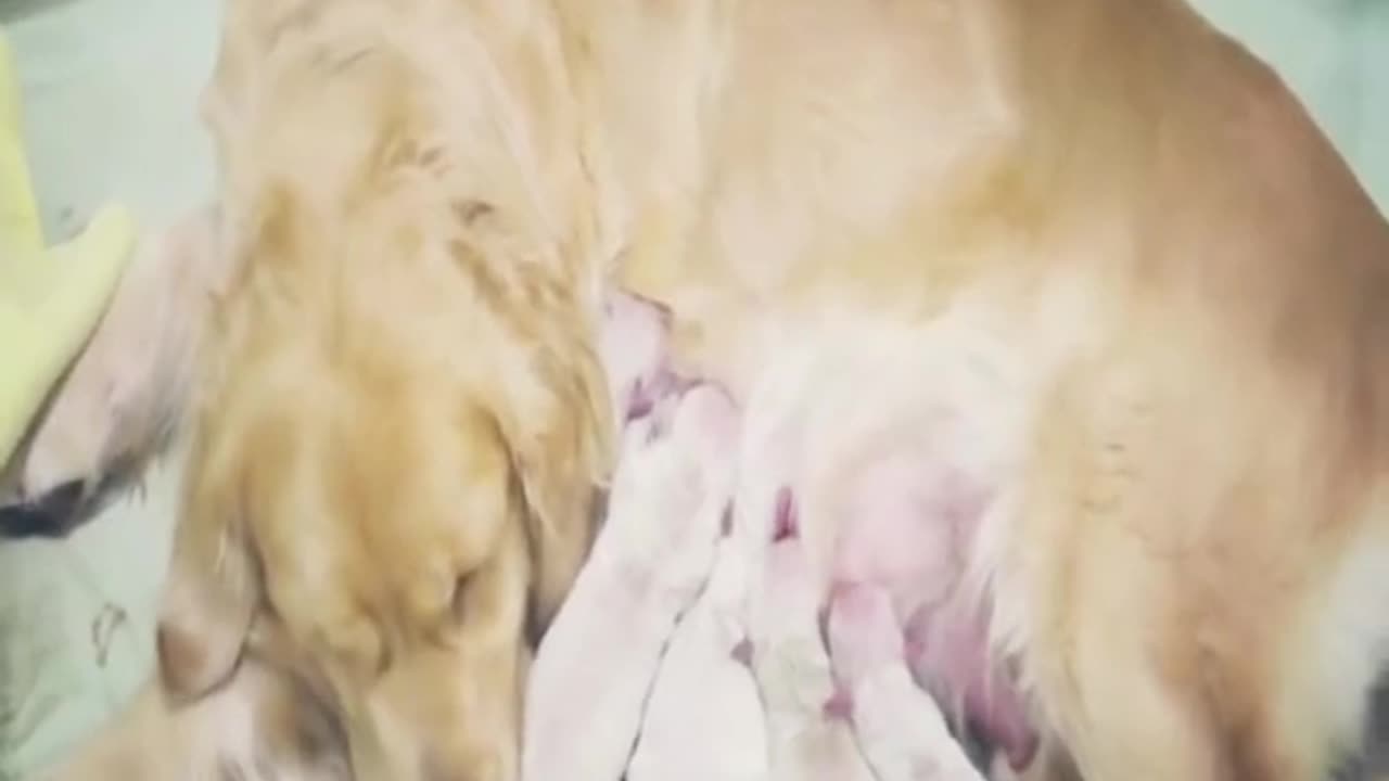 Golden Gives Birth To Rare Puppy Only 3 Known To Have Ever Existed