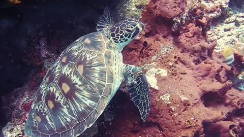 The beauty of the turtles