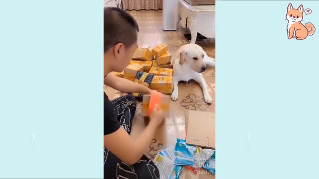 🤣🐶 DOGS FUNNY HAHAH You will laugh at all the DOGS