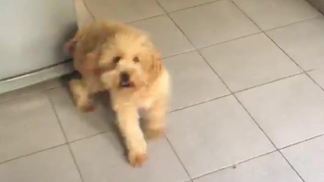 Dog hits face on fridge circles