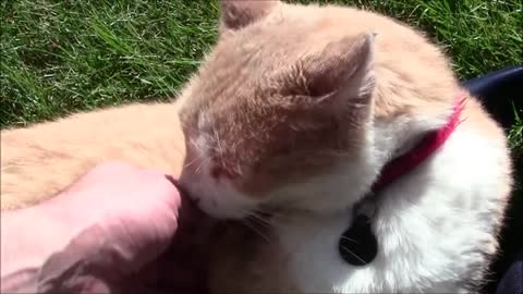 Very Friendly Cat Greeter On Chapin Parkway, Buffalo, NY