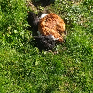 Goldi, 🐔 happy time with baby chicken🐤🐤🐤 and Luna