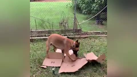 Belgian Malinois makes the best box demolition crew