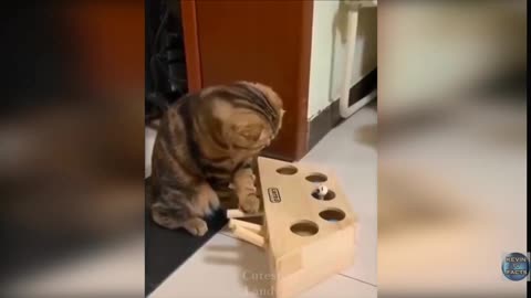 Cats making people laugh