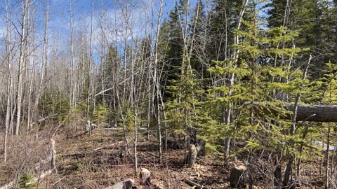 A walk along the red deer river