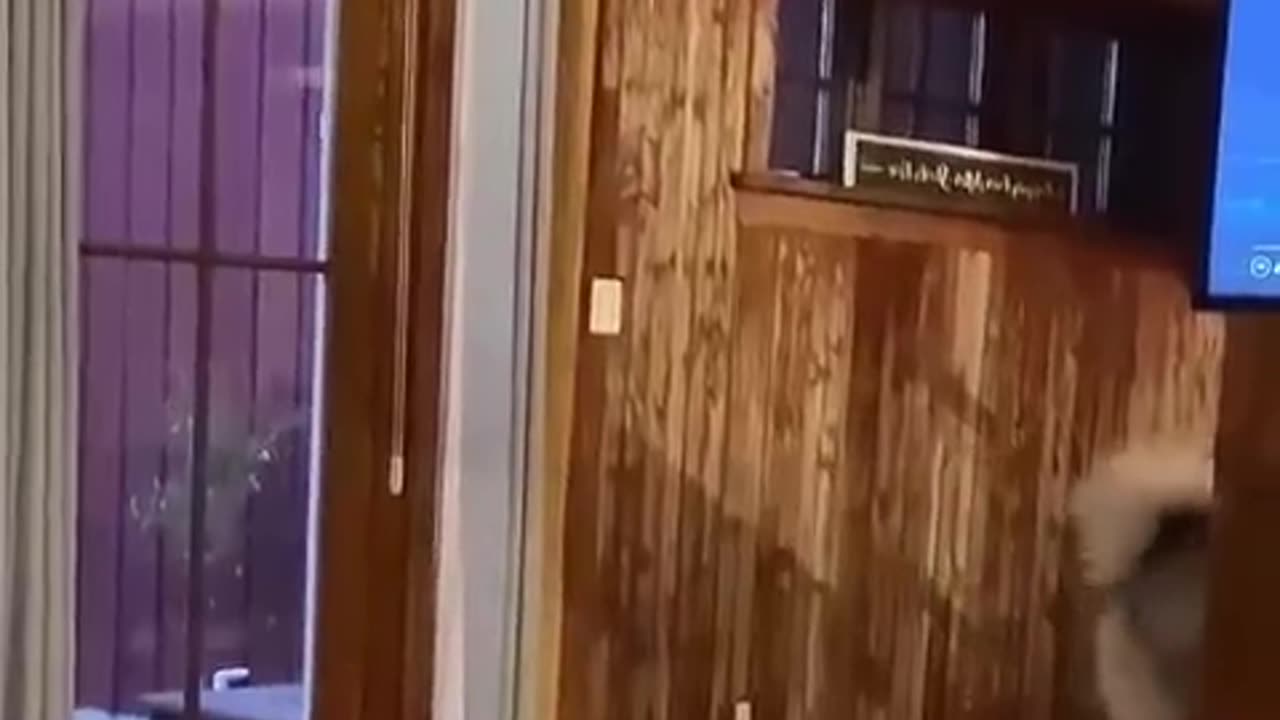 Funny dogs 🐕 🔥🔥😍😍😍🤣😂