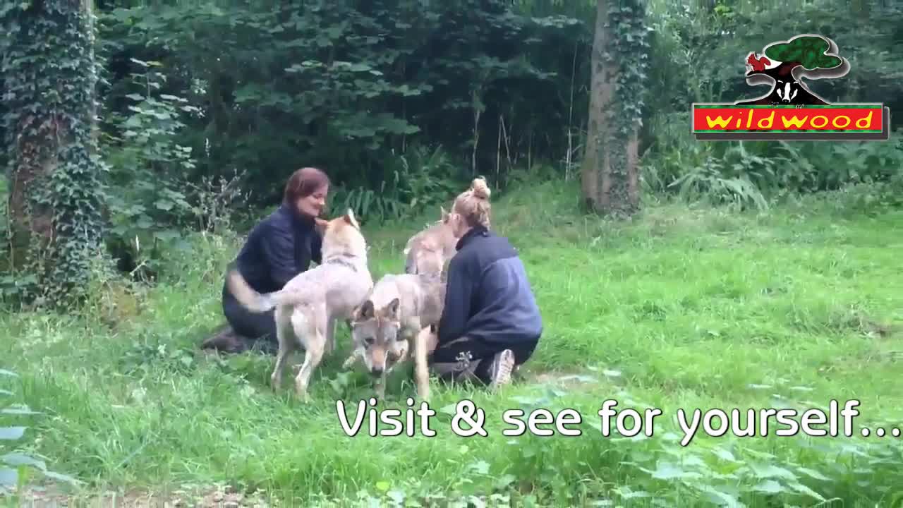 The new wolves at Wildwood Escot in Devon