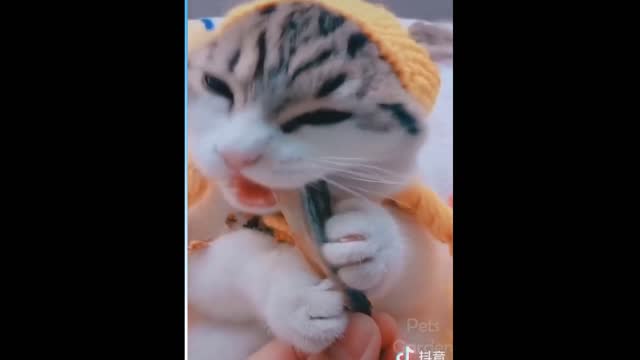 Funny Baby Cats,Cute Cat Animals #Short