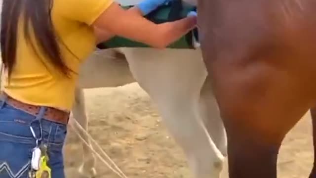 Horse 🐎🐎🐎🐎🐴🐴
