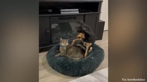 Dogs Who Love Their Kitten Since The Moment They Met