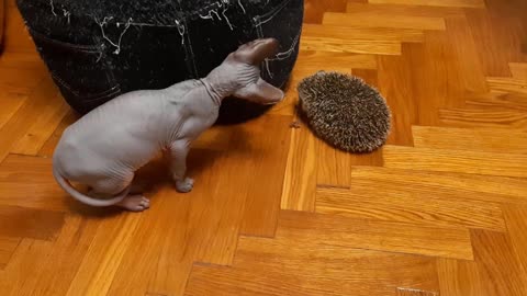 Hedgehog V/S kitten Patisson.