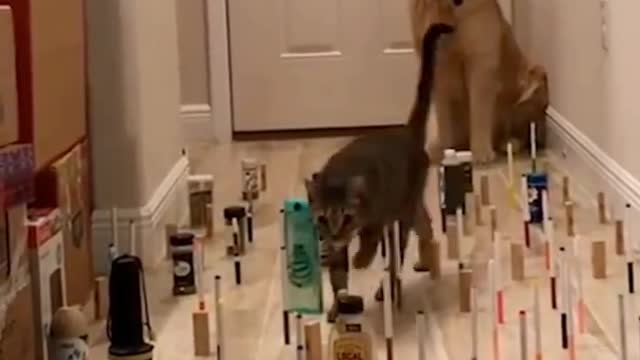 Dog and cute cat walking over make up kit