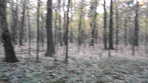 Huge mushroom found in forest