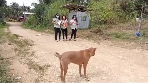 funny Videos •|| a dog that scares three girls with its tail