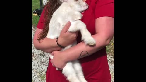 Baby Goat Easter Fun