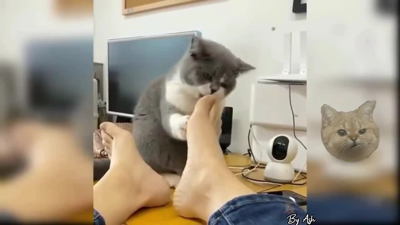 Cat licking foot