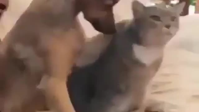 Pets Funny Video
