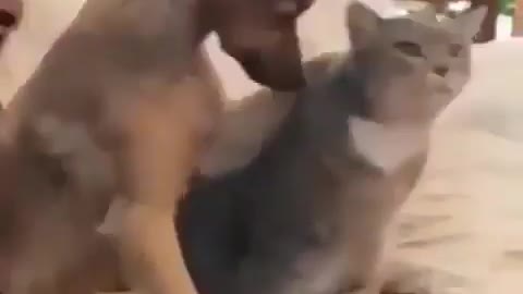 Pets Funny Video