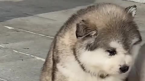 If a dog loves you, it will love you forever