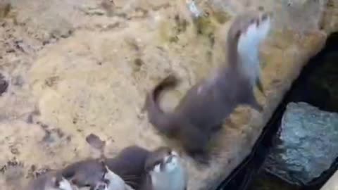 Cute little animals are eating hands