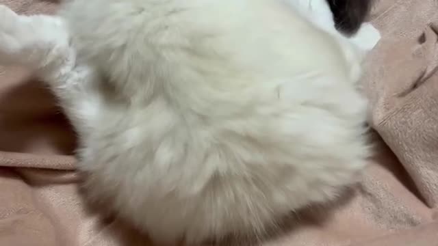Play Games with cute kittens