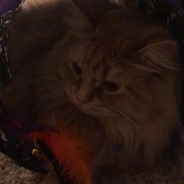 Carson H. Halloween Tunnel Love Gift