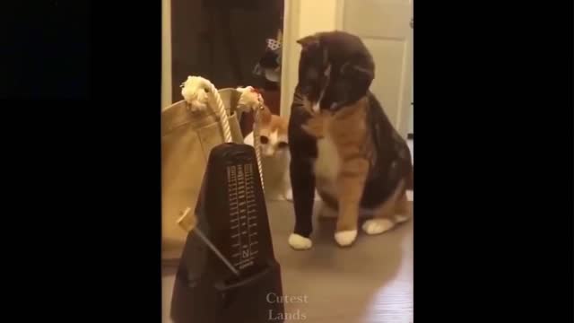 Cats get scared by metronome in a extremly funny way