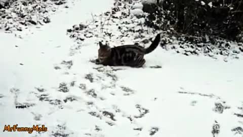 Cats Discovering Snow For The First Time