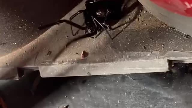 High Five a Black Widow