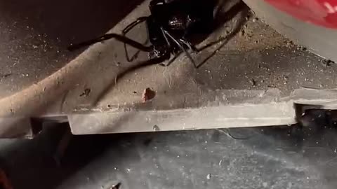 High Five a Black Widow