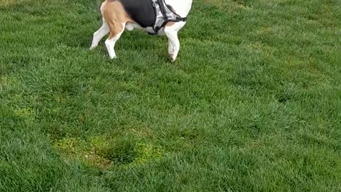 Dog