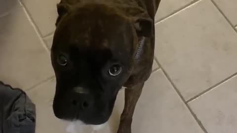 Doggo Has Guilt Written All Over Her Face