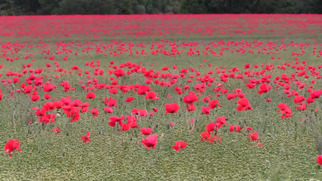 poppy flower field