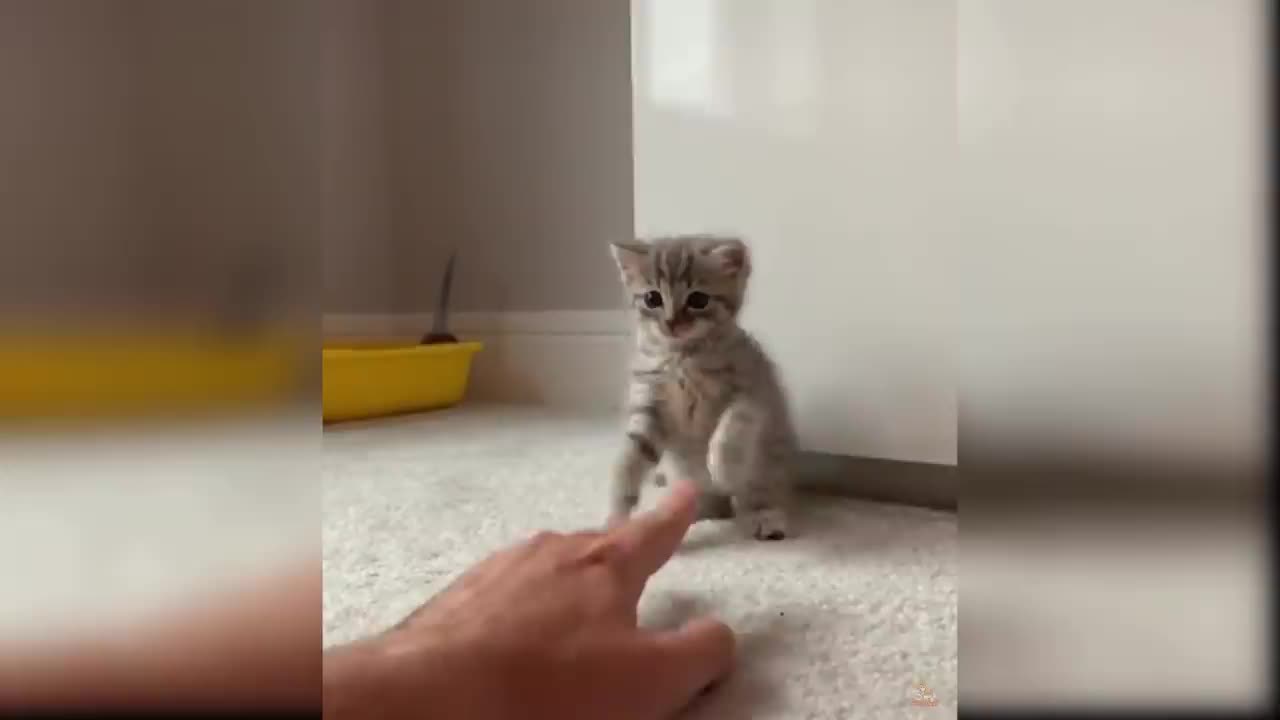 Baby Cats - Cute and Funny Cat Videos