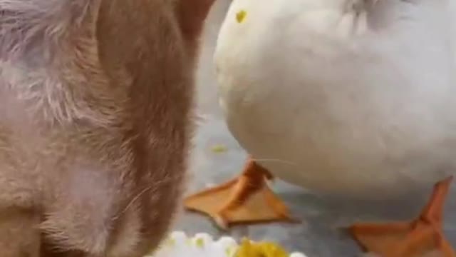 What ducks and cats can eat