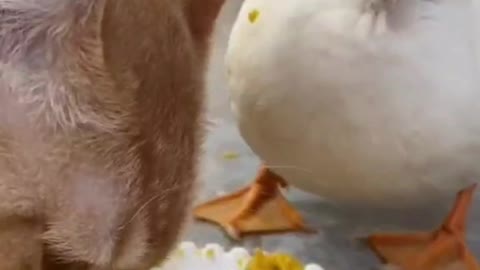 What ducks and cats can eat