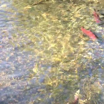 Salmon by the house!