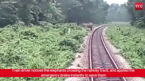 Prompt action by train driver saves life of 15 elephants crossing railways tracks in Alipurduar