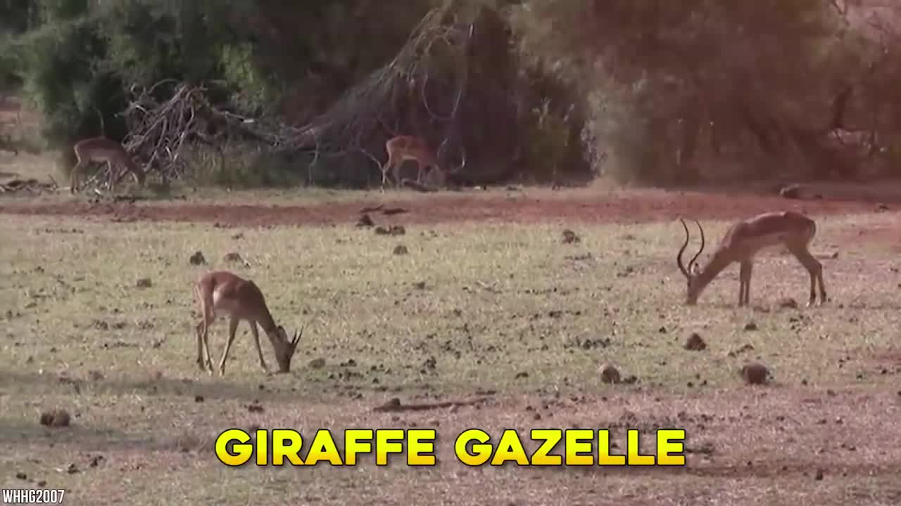 10 Mythical Creatures That Exist In The Wild