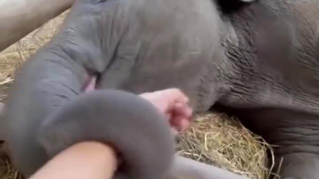 Elephant is sick, a heart-warming scene occurs