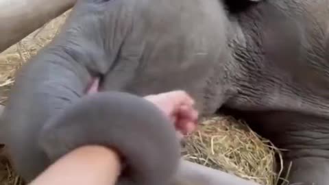 Elephant is sick, a heart-warming scene occurs