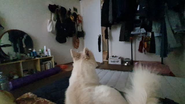 Daily life with dogs