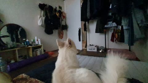 Daily life with dogs