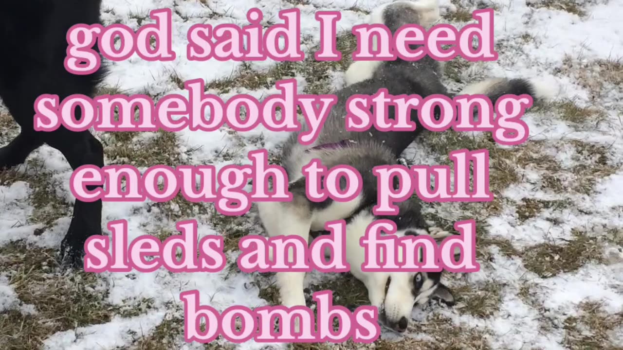 So GOD Made A DOG!