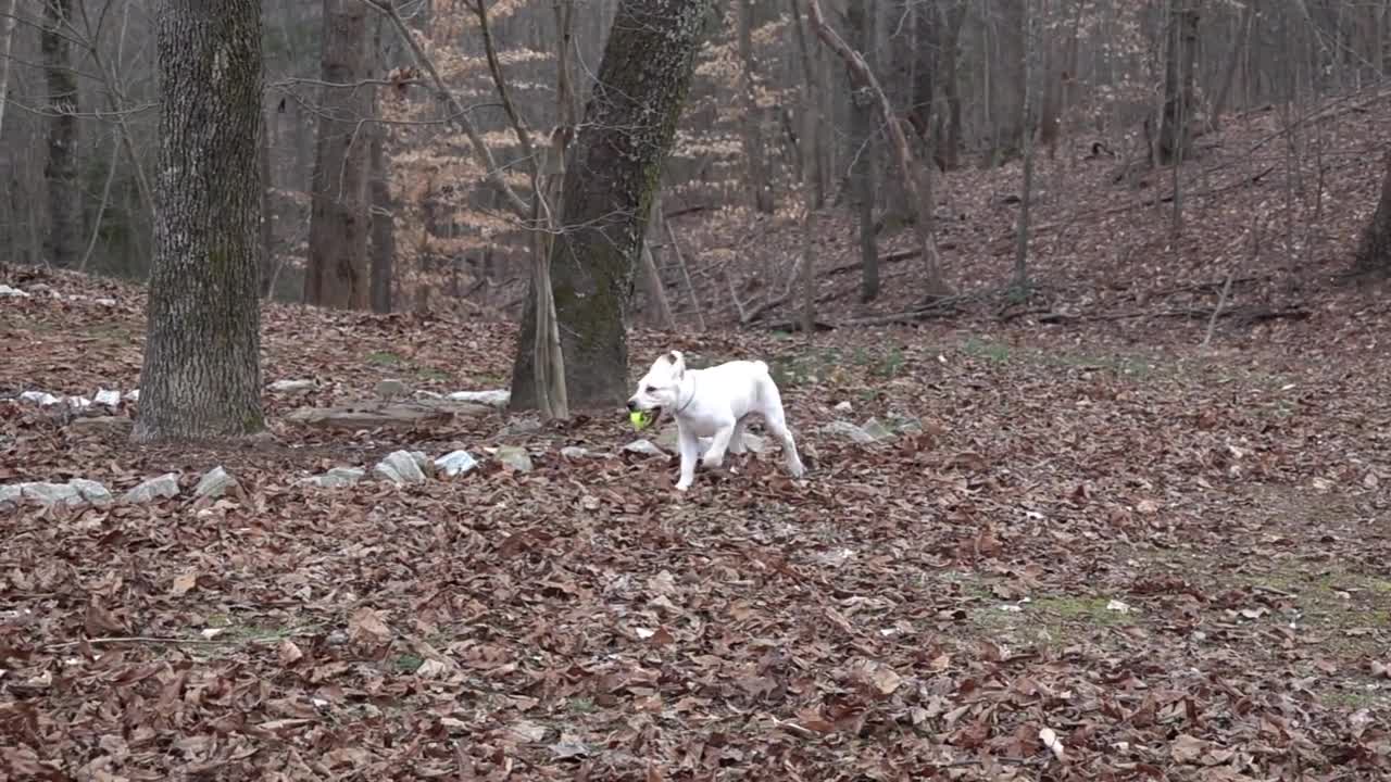 Cute Puppy Video Cute Dog