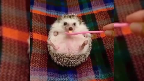 The hedgehog curled up in a ball, so cute